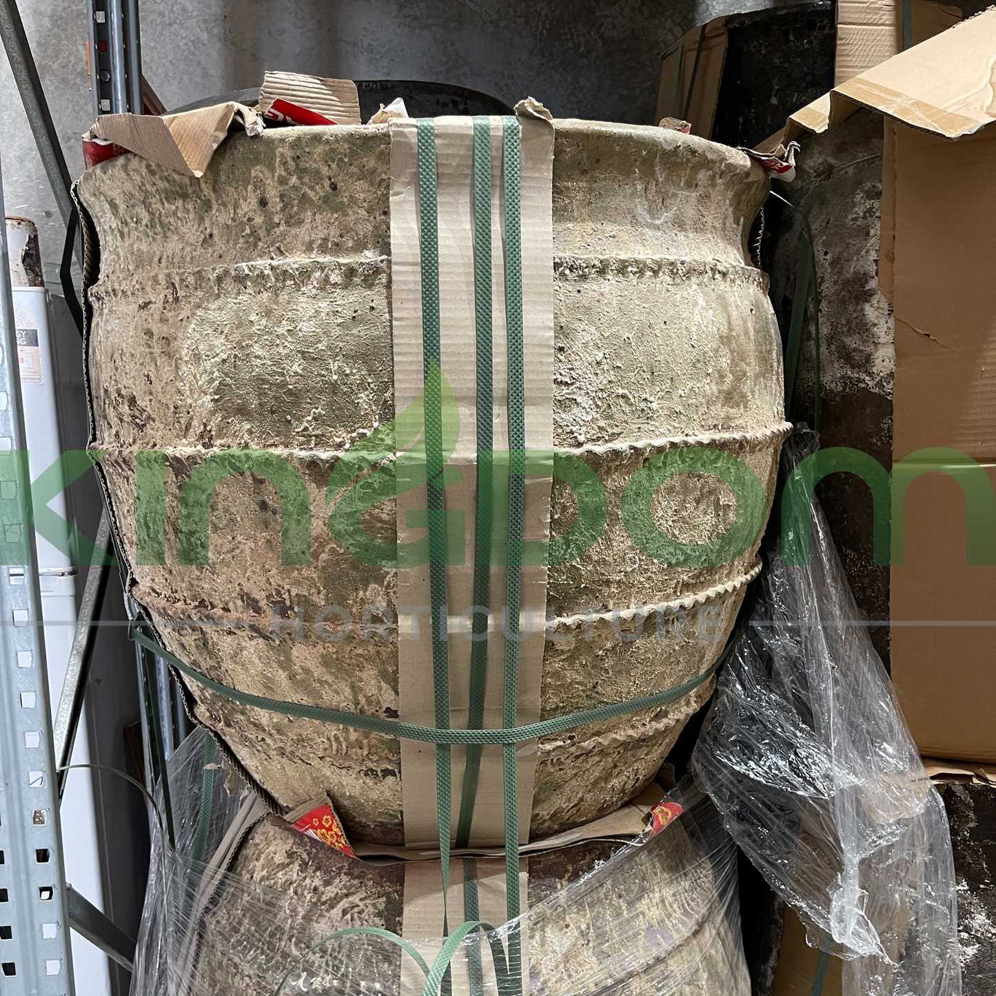 Ancient Titanic Octavia | Khaki Kingdom Horticulture