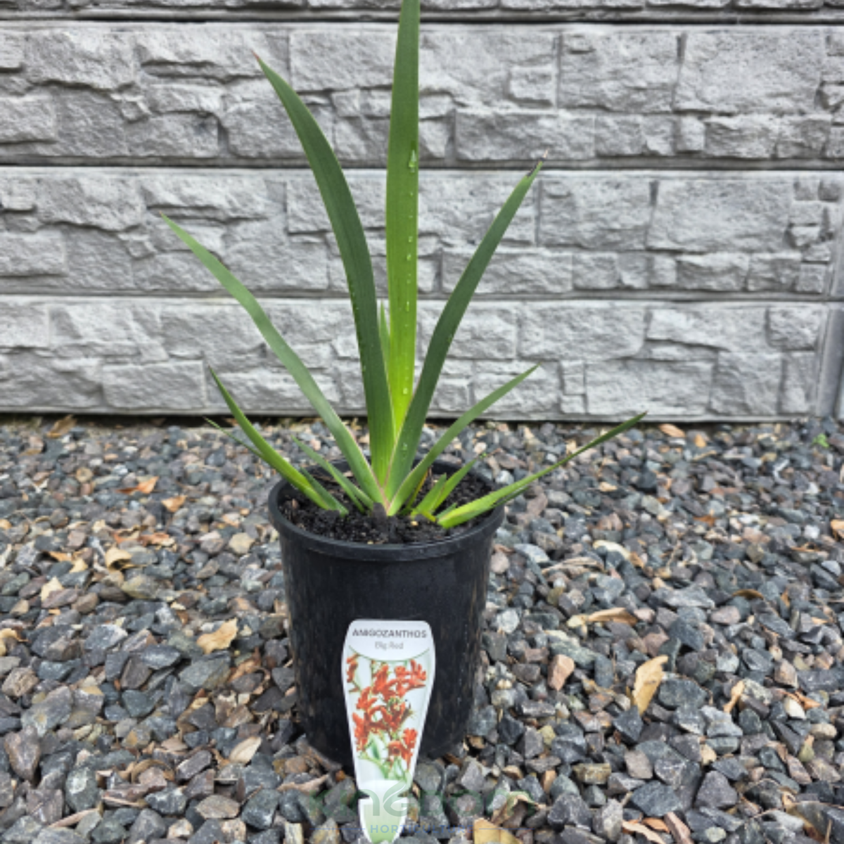 Kingdom Horticulture