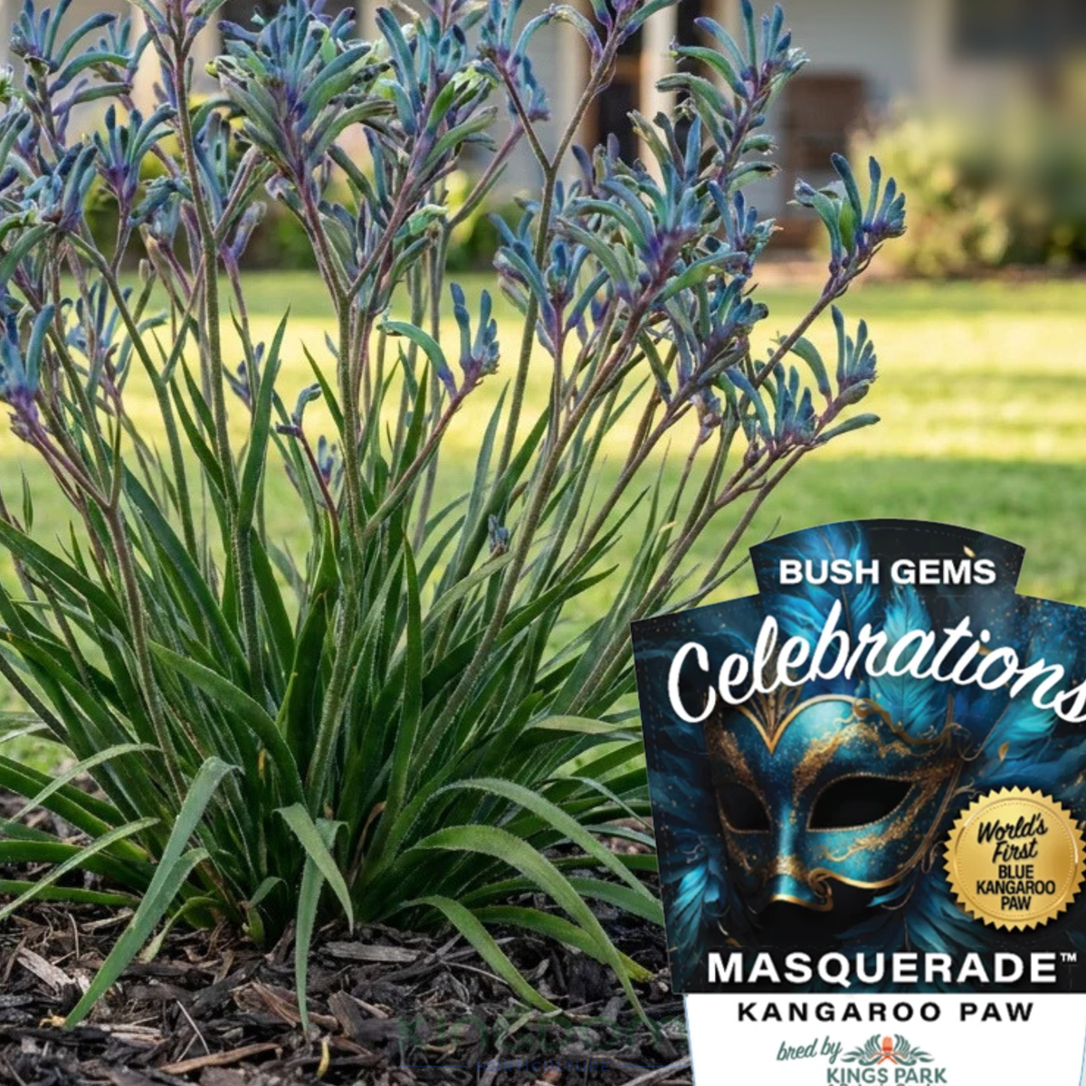 Anigozanthos Celebrations Masquerade 'Blue' Kingdom Horticulture