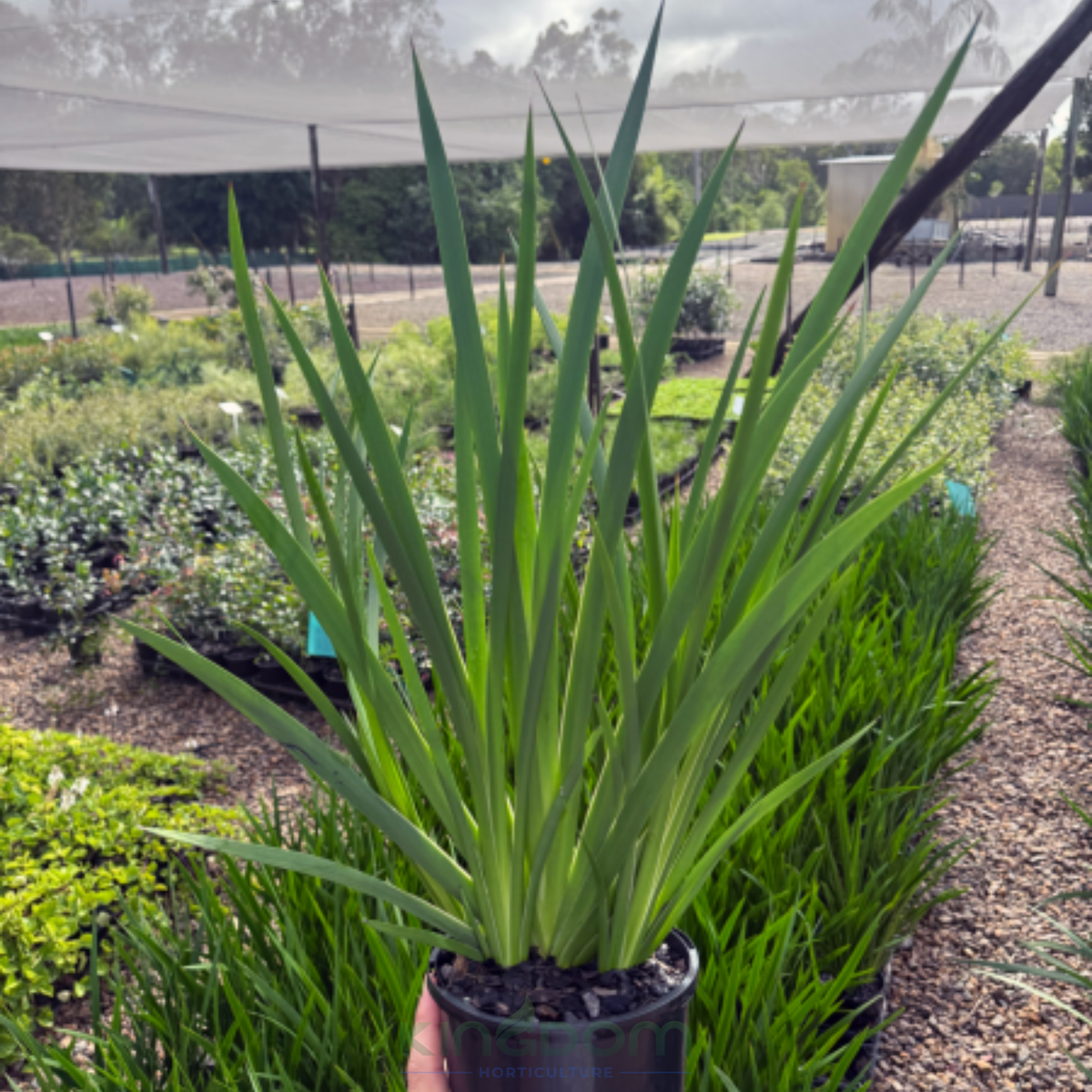 Anigozanthos 'Landscape Gold' Kingdom Horticulture