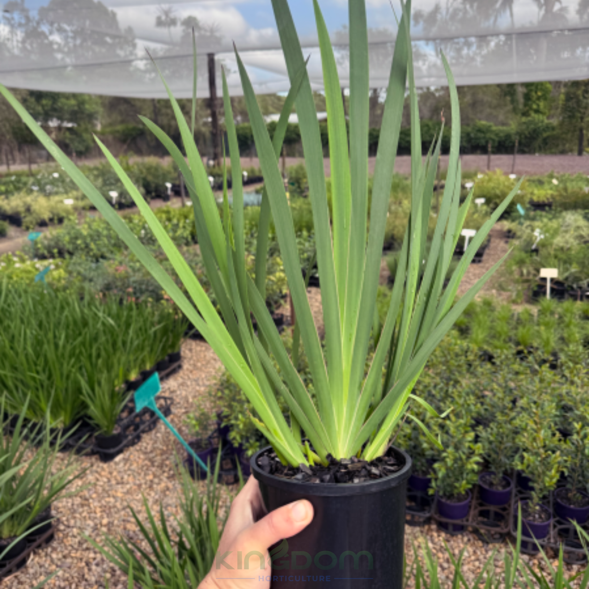 Kingdom Horticulture