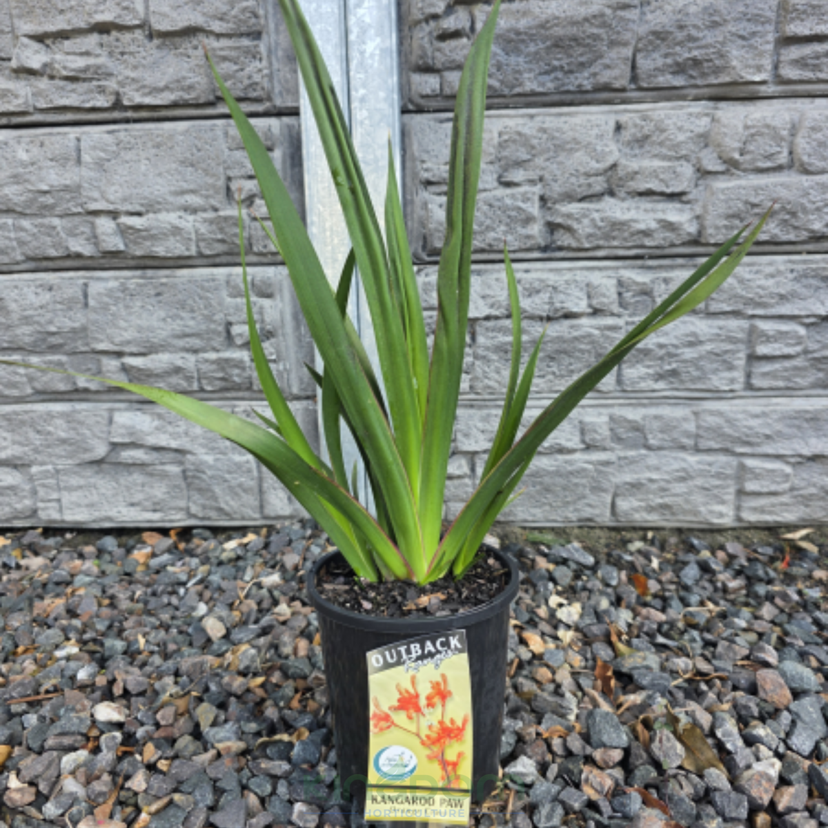 Anigozanthos Orange Cross Kingdom Horticulture