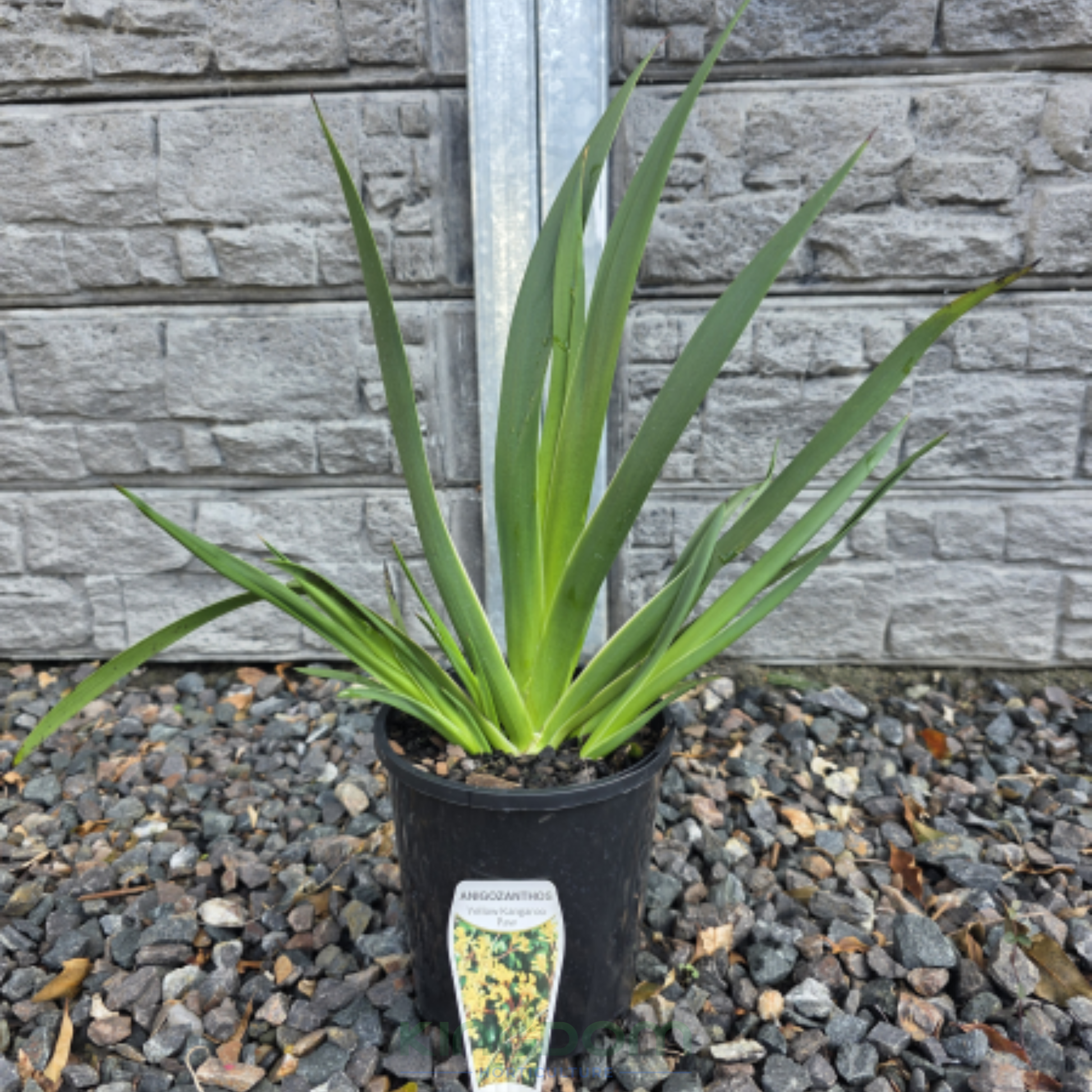 Kingdom Horticulture
