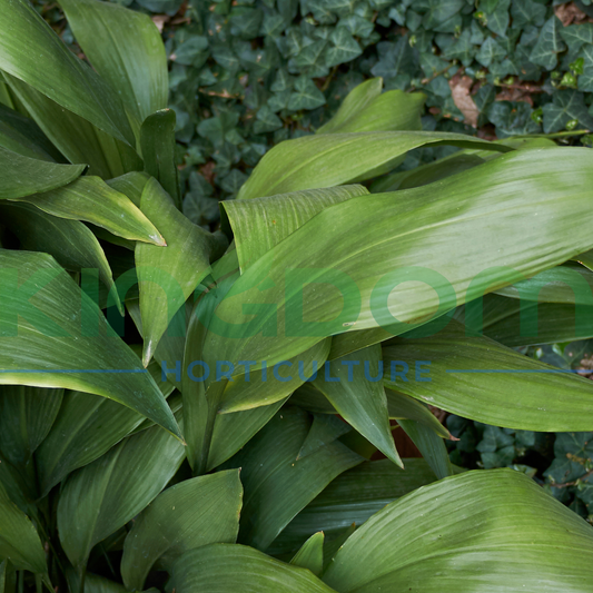 Aspidistra elatior 'Cast Iron Plant' Kingdom Horticulture