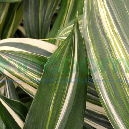 Aspidistra elatior 'Variegata' Kingdom Horticulture