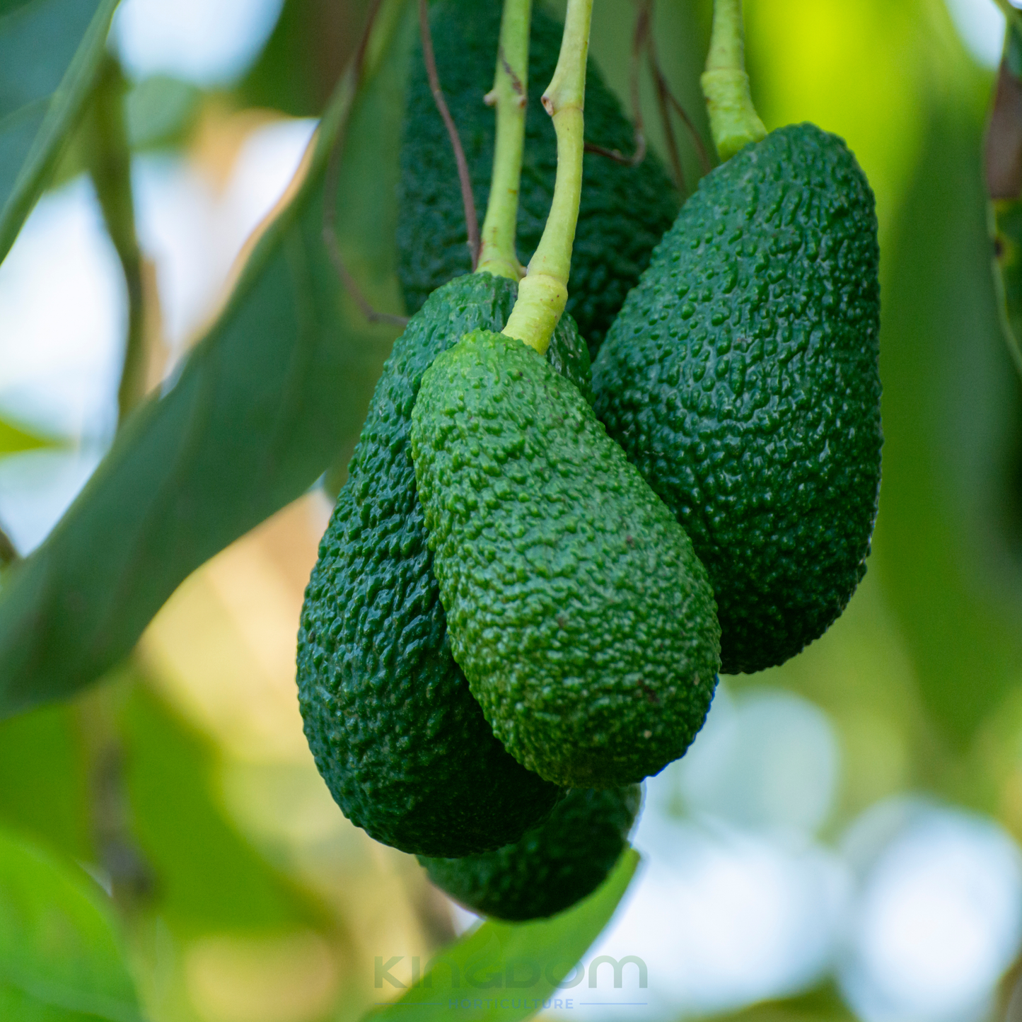 Avocado Hass 'Persea americana' Grafted Kingdom Horticulture