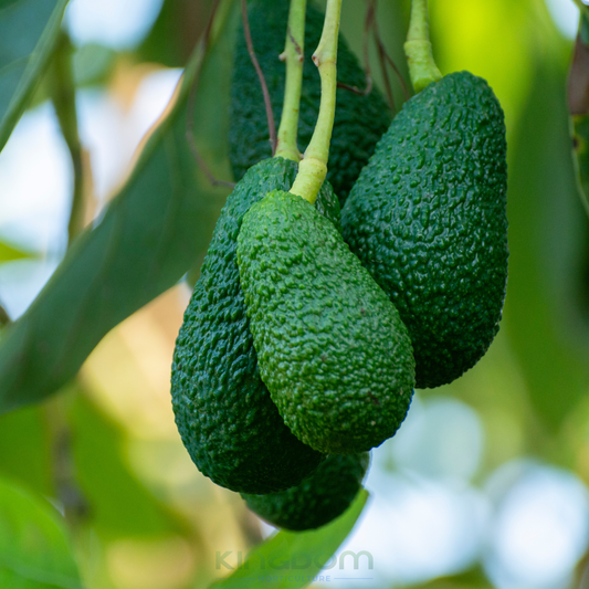 Avocado Hass 'Persea americana' Grafted Kingdom Horticulture