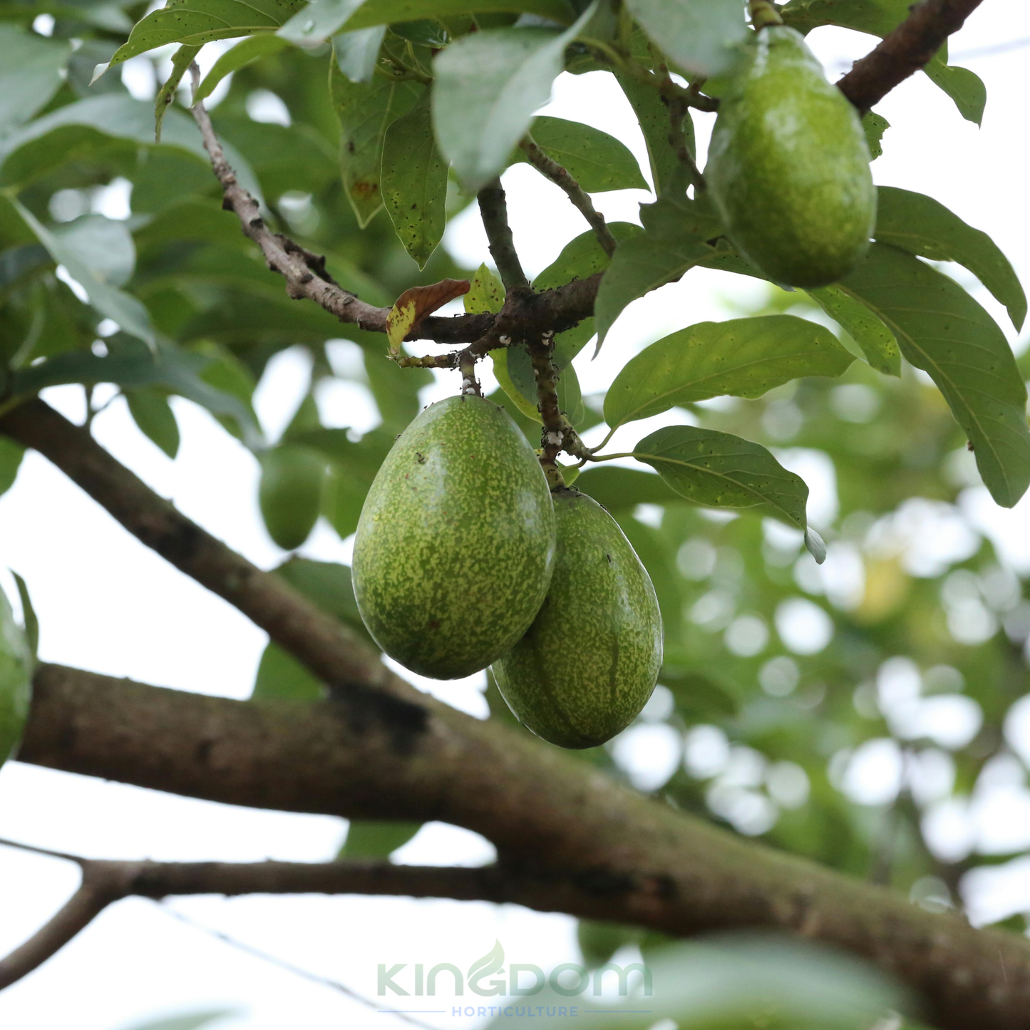 Avocado Reed 'Persea americana' Grafted Kingdom Horticulture
