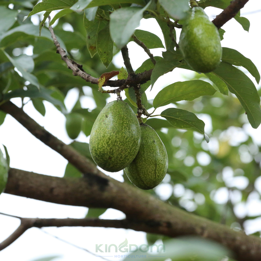 Avocado Reed 'Persea americana' Grafted Kingdom Horticulture