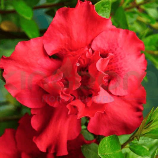 Azalea indica 'Goyet' 175mm - Kingdom Horticulture Kingdom Horticulture