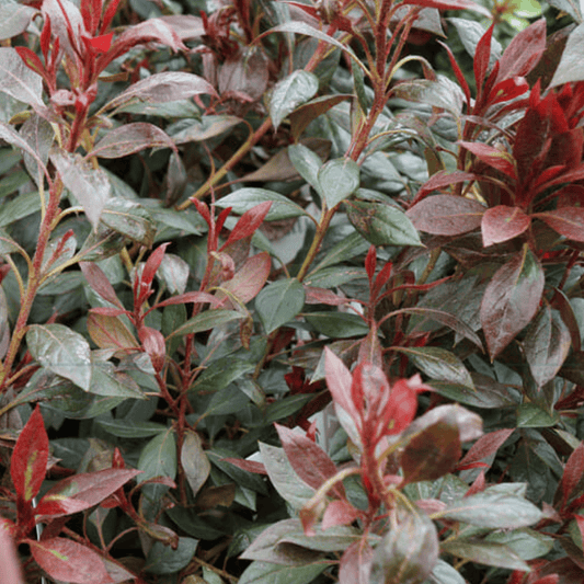 Azalea indica "Shiraz" 200mm - Kingdom Horticulture Kingdom Horticulture