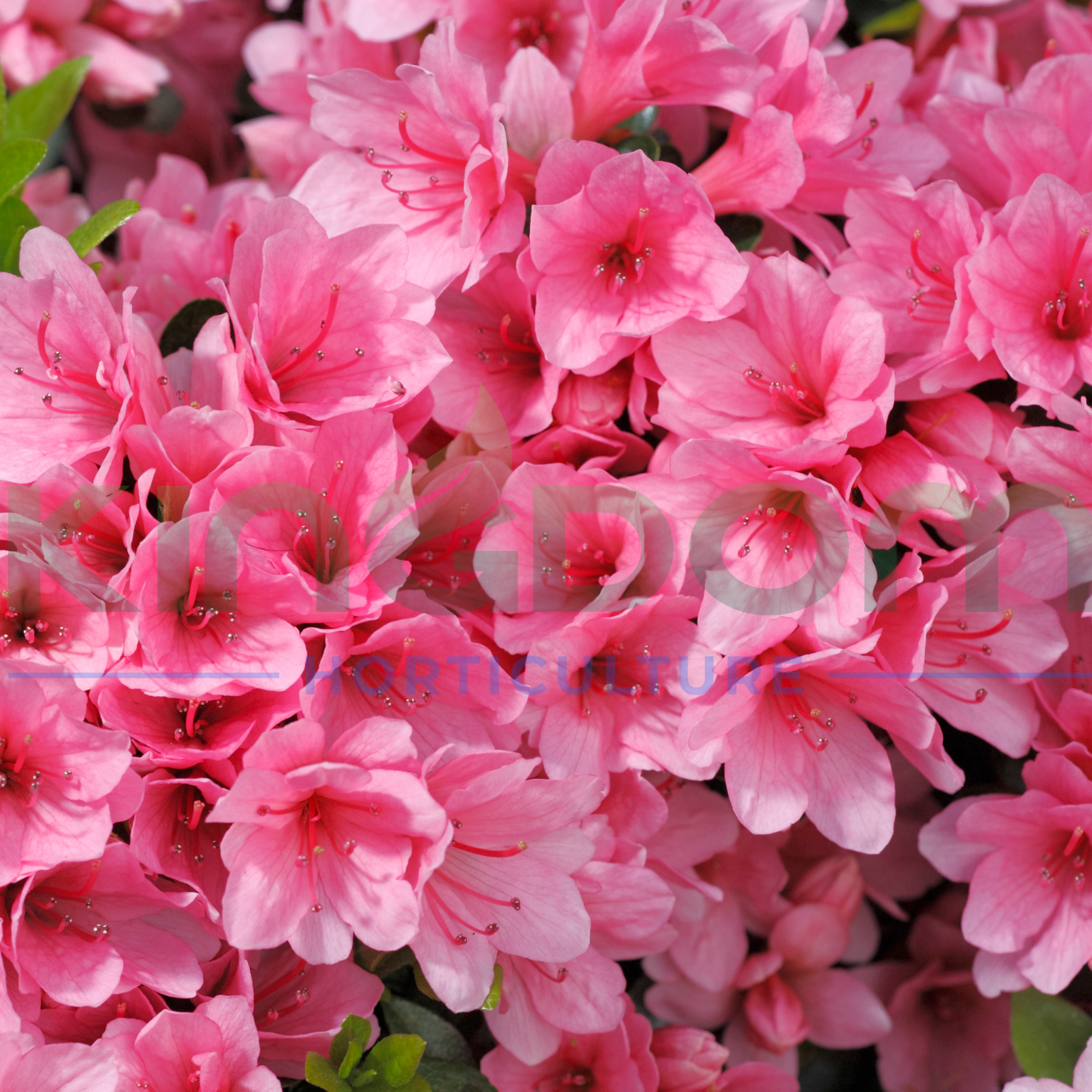 Azalea kurume 'Kirin' Kingdom Horticulture