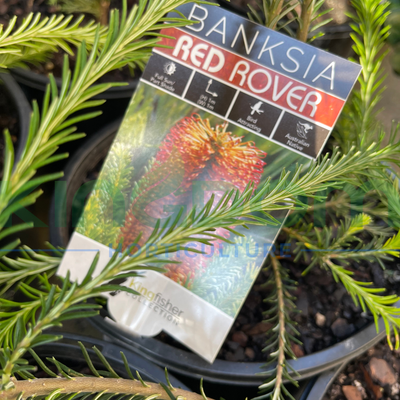 Banksia ericifolia ‘Red Rover’