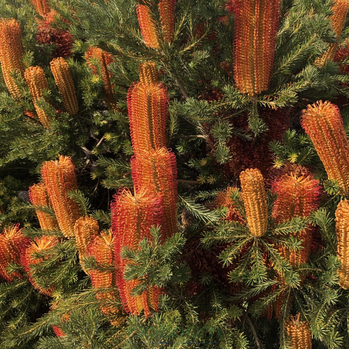 Kingdom Horticulture