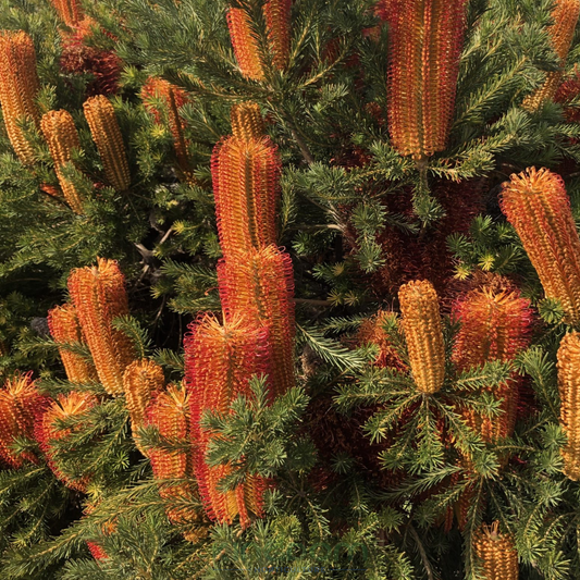 Banksia ericifolia Heath Leaved Banksia Kingdom Horticulture