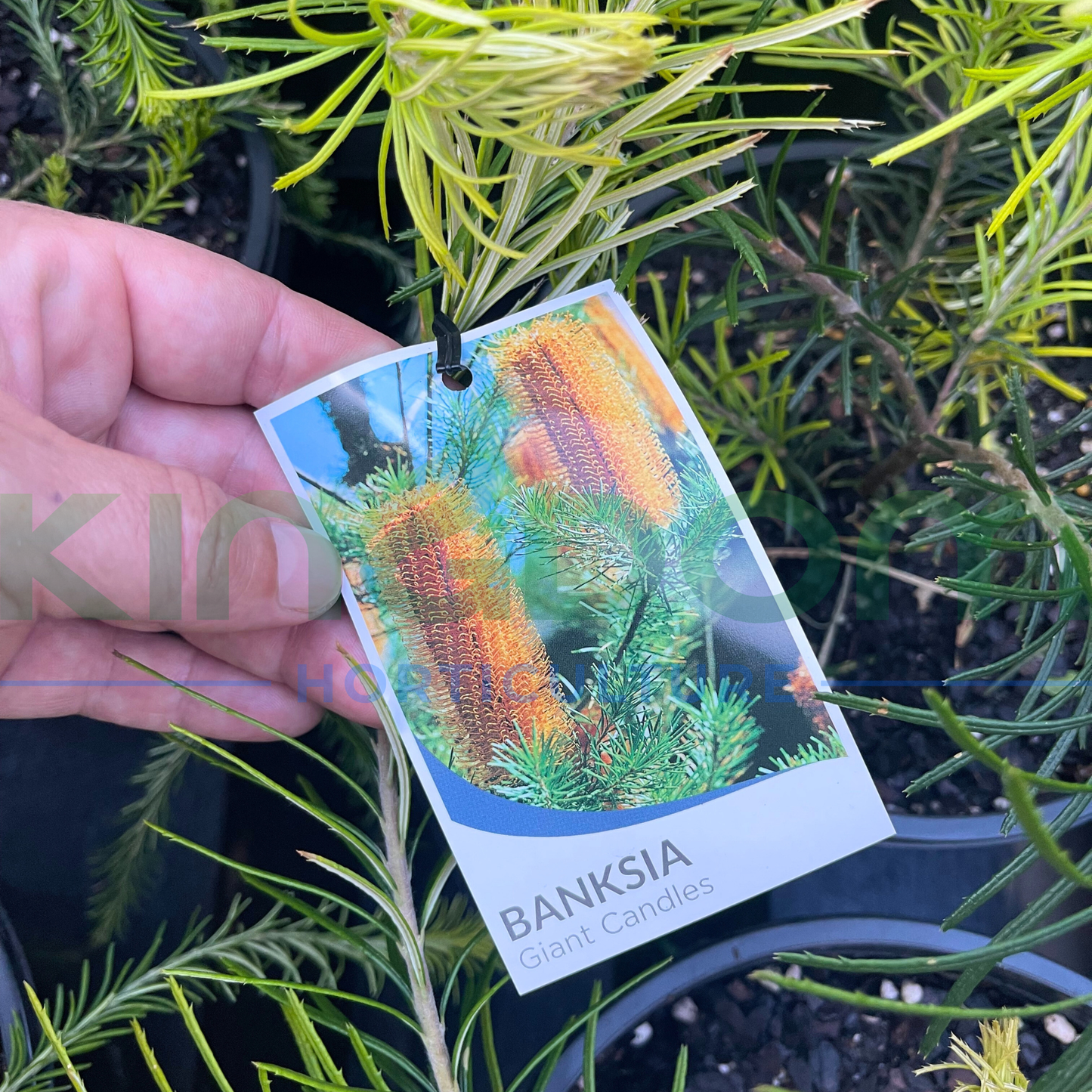 Banksia ericifolia spinulosa 'Giant Candles' Kingdom Horticulture