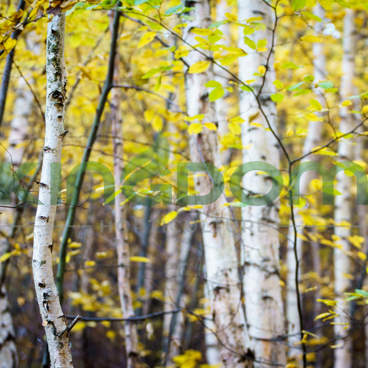 Betula nigra Birch Tree 'Dura Heat' Kingdom Horticulture