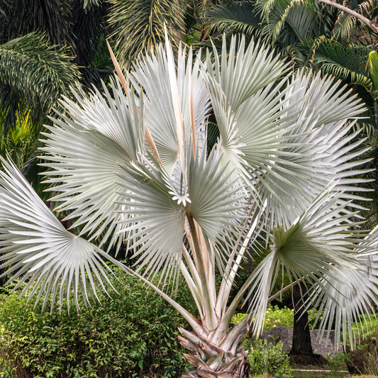 Bismarckia nobilis 'Silver Fan Palm' Kingdom Horticulture