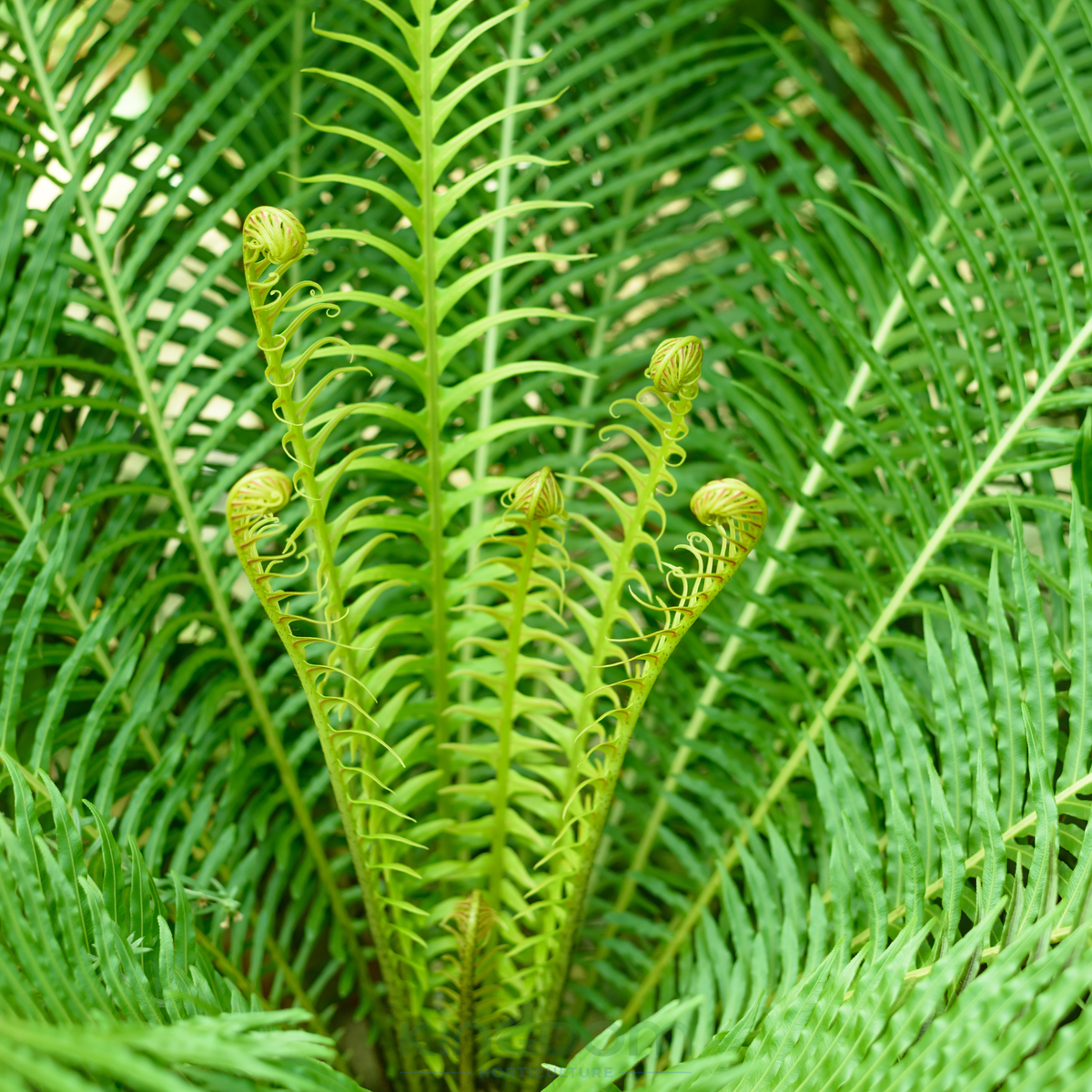 Blechnum gibbum Silver Lady Kingdom Horticulture