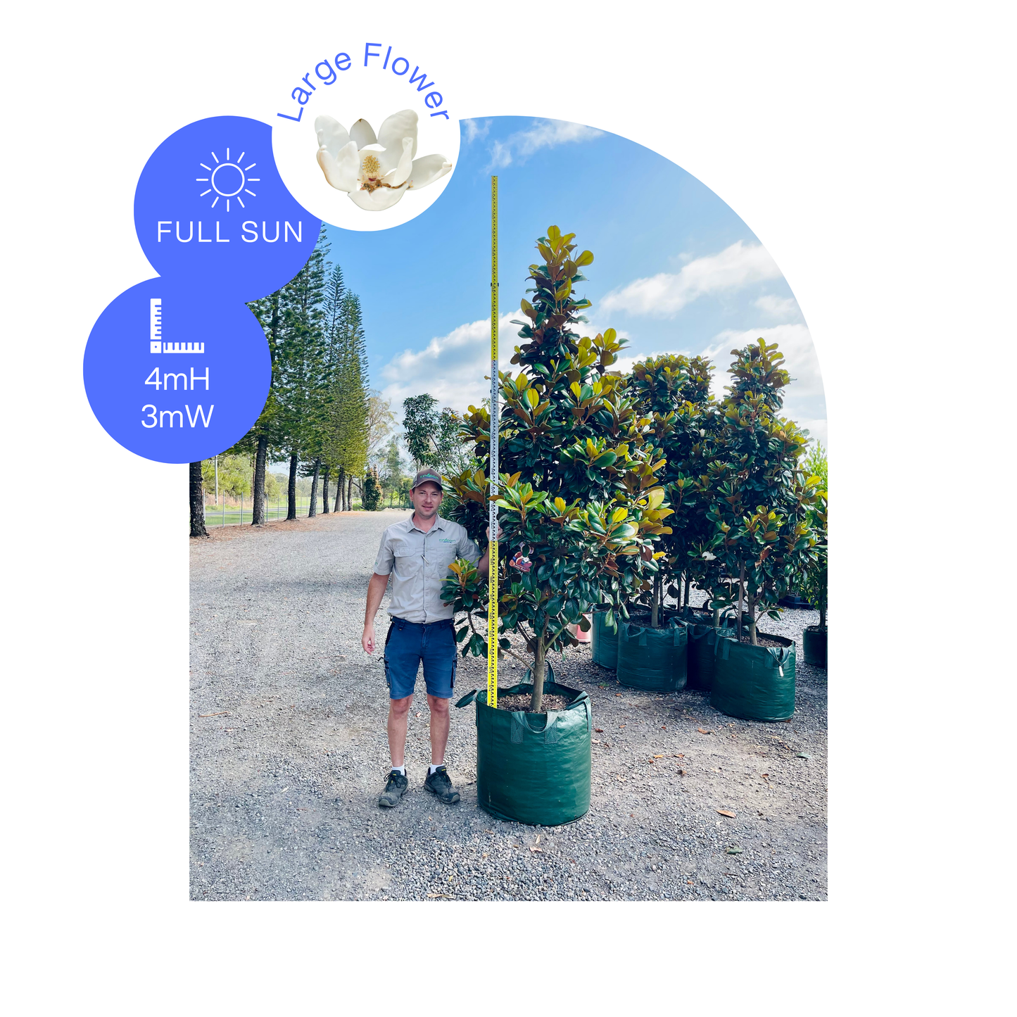 Magnolia grandiflora 'Teddy Bear' | Multiple Sizes Kingdom Horticulture