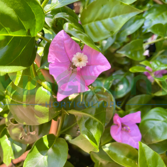 Bougainvillea Bambino™ 'Bluey' Kingdom Horticulture