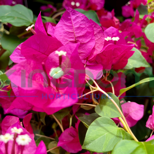 Bougainvillea Bambino™ 'Jazzie' Kingdom Horticulture