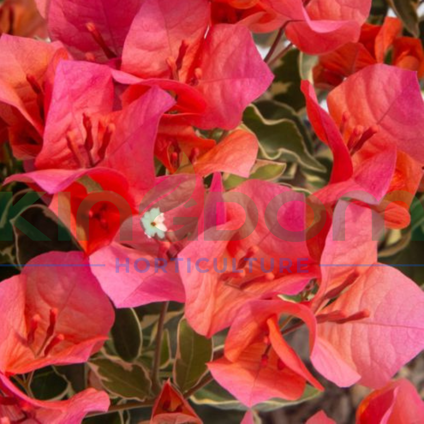 Bougainvillea Bambino™ 'Miski' Kingdom Horticulture