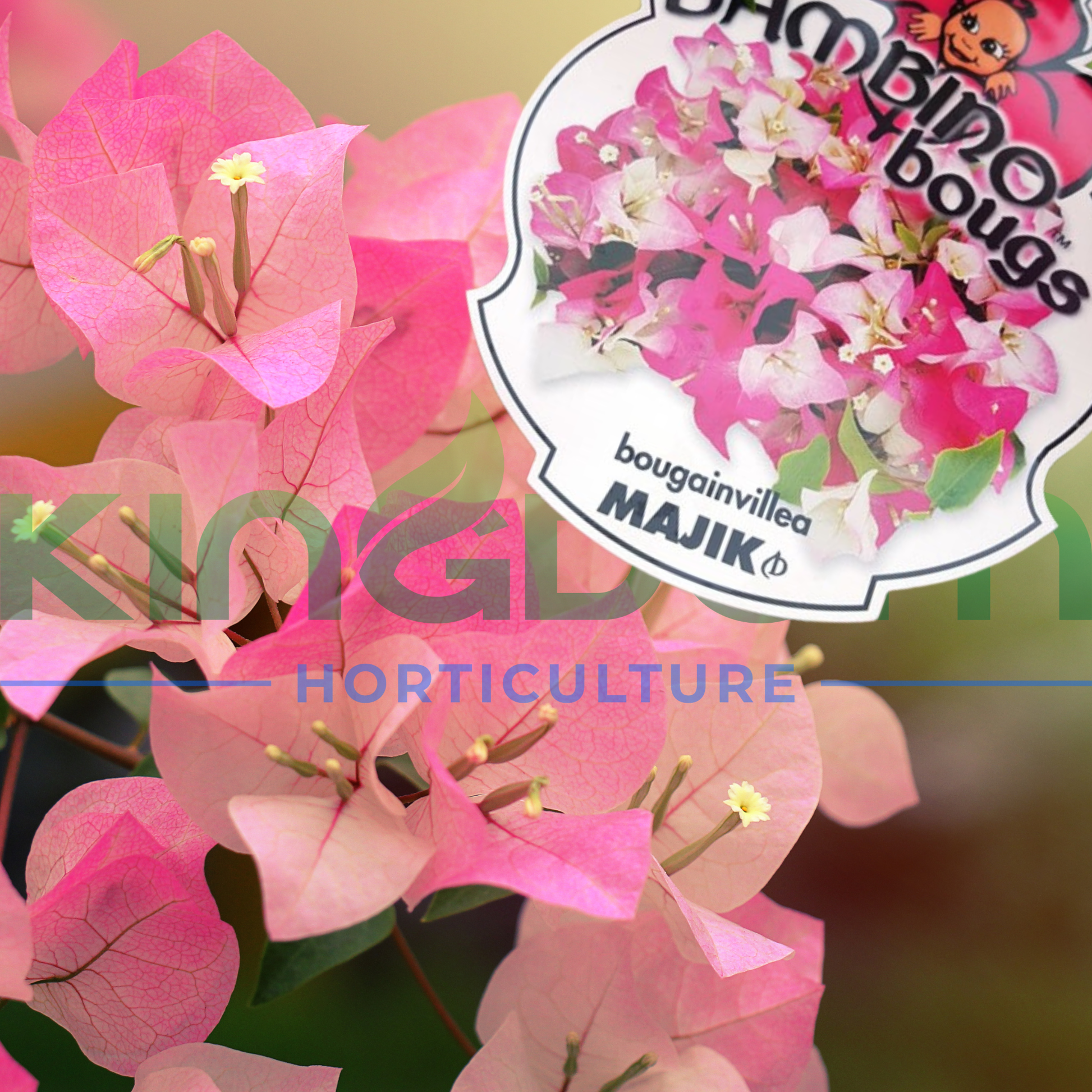 Kingdom Horticulture