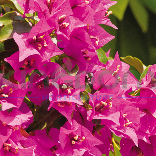 Bougainvillea glabra 'Vera Deep Purple' Kingdom Horticulture