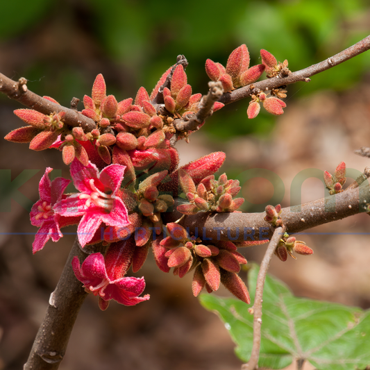 Brachychiton bidwillii | Grafted Kingdom Horticulture