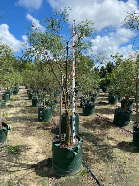 Brachychiton rupestris 'Queensland Bottle Tree' | Multiple Sizes Kingdom Horticulture