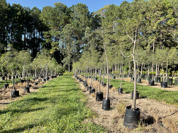 Brachychiton rupestris 'Queensland Bottle Tree' | Multiple Sizes Kingdom Horticulture