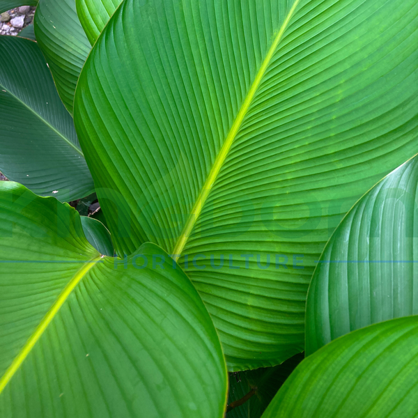 Calathea lutea 'Cigar Palm' | Multiple Sizes