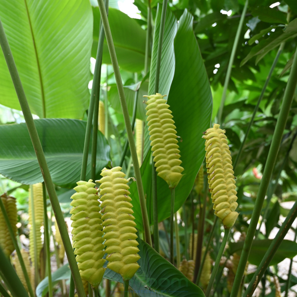 Calathea crotalifera 'Yellow Rattleshaker'