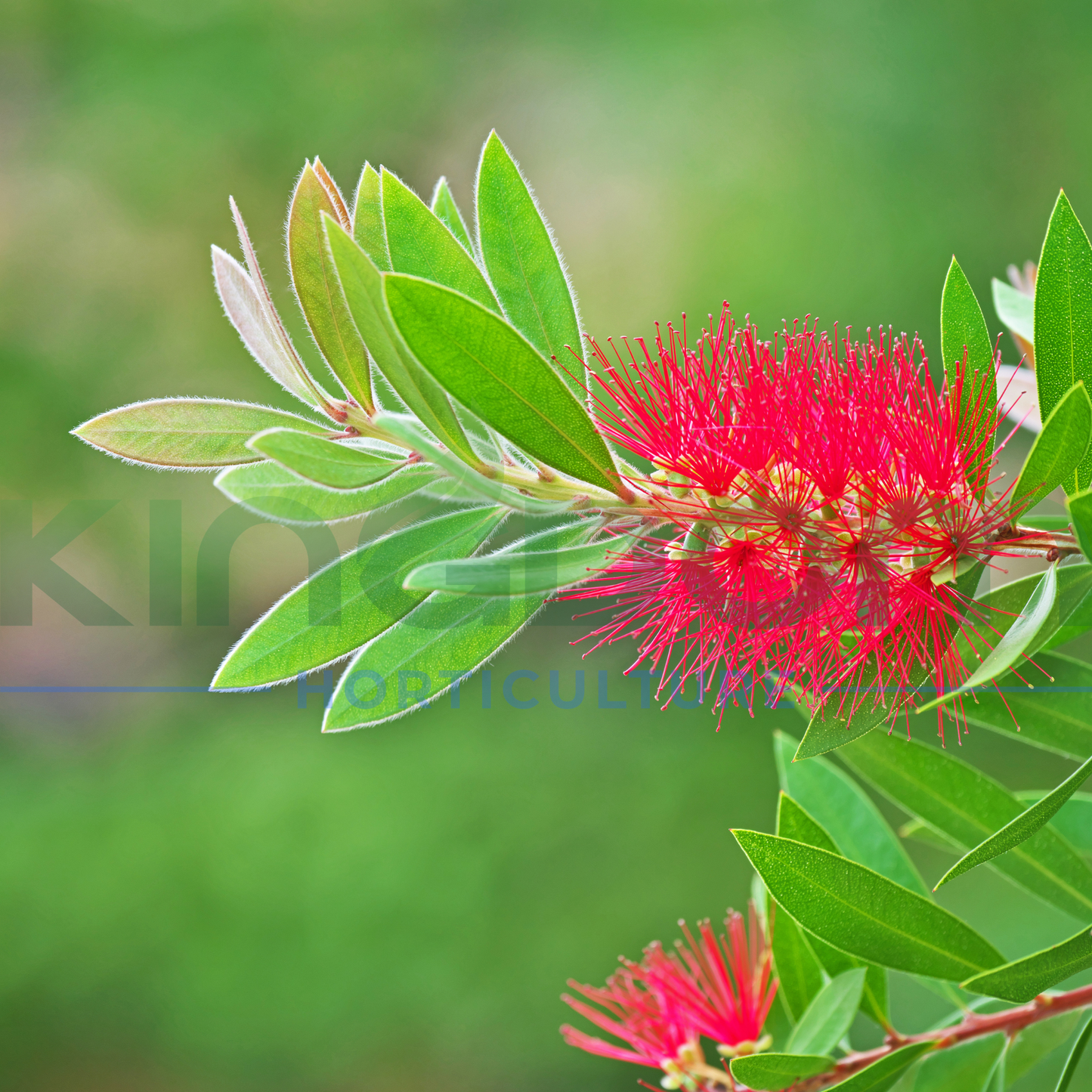 Callistemon 'Mary Mackillop' Kingdom Horticulture