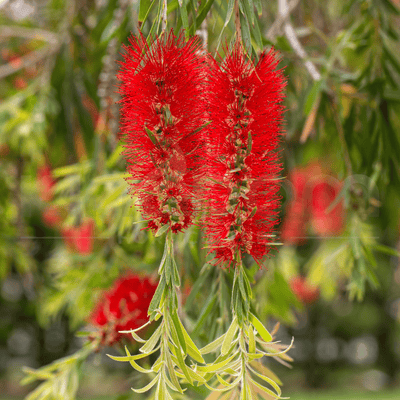 Callistemon viminalis 'Dawson River Weeper' | Multiple Sizes - Kingdom Horticulture