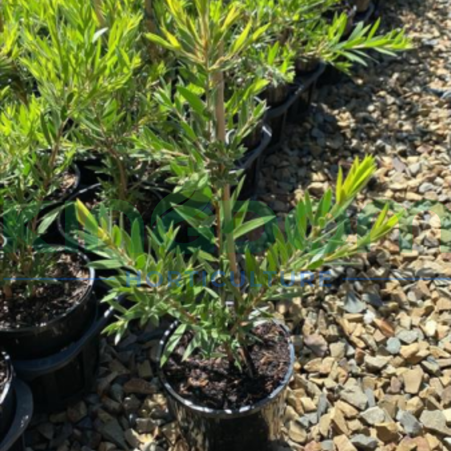 Callistemon viminalis 'Slim' Kingdom Horticulture