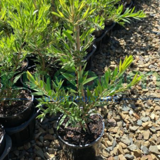 Callistemon viminalis 'Slim' Kingdom Horticulture
