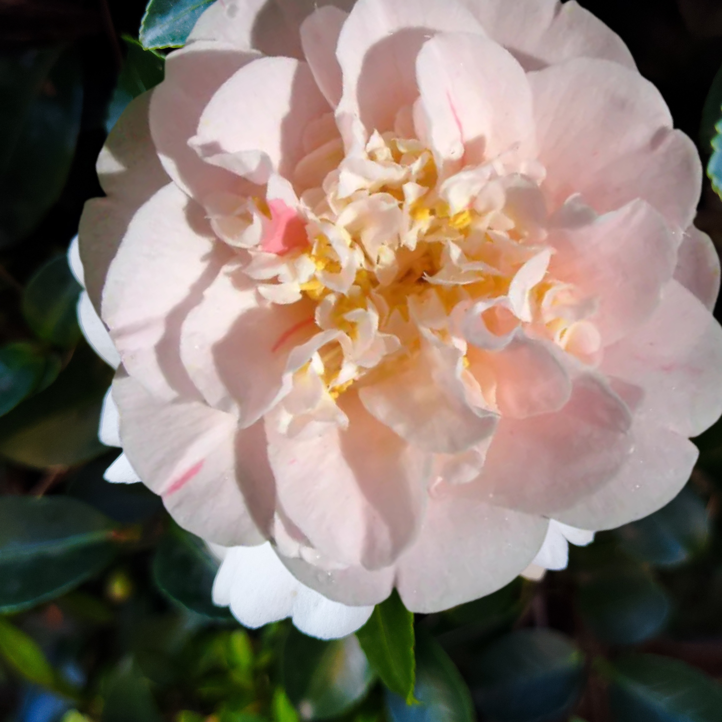 Camellia japonica 'Ardoch' Kingdom Horticulture