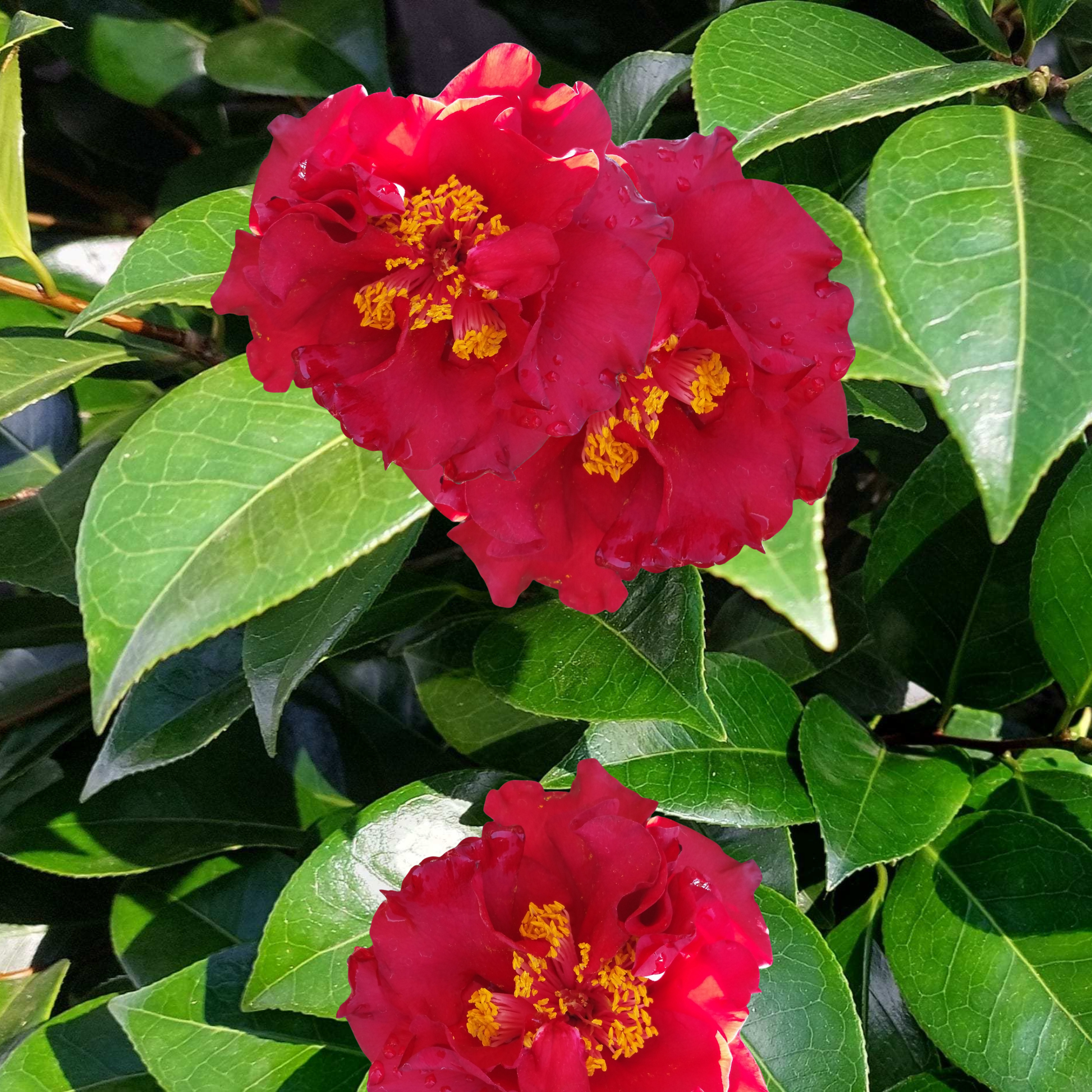 Kingdom Horticulture