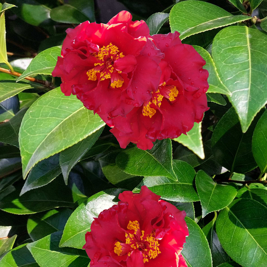 Camellia japonica 'Bob Hope' Kingdom Horticulture