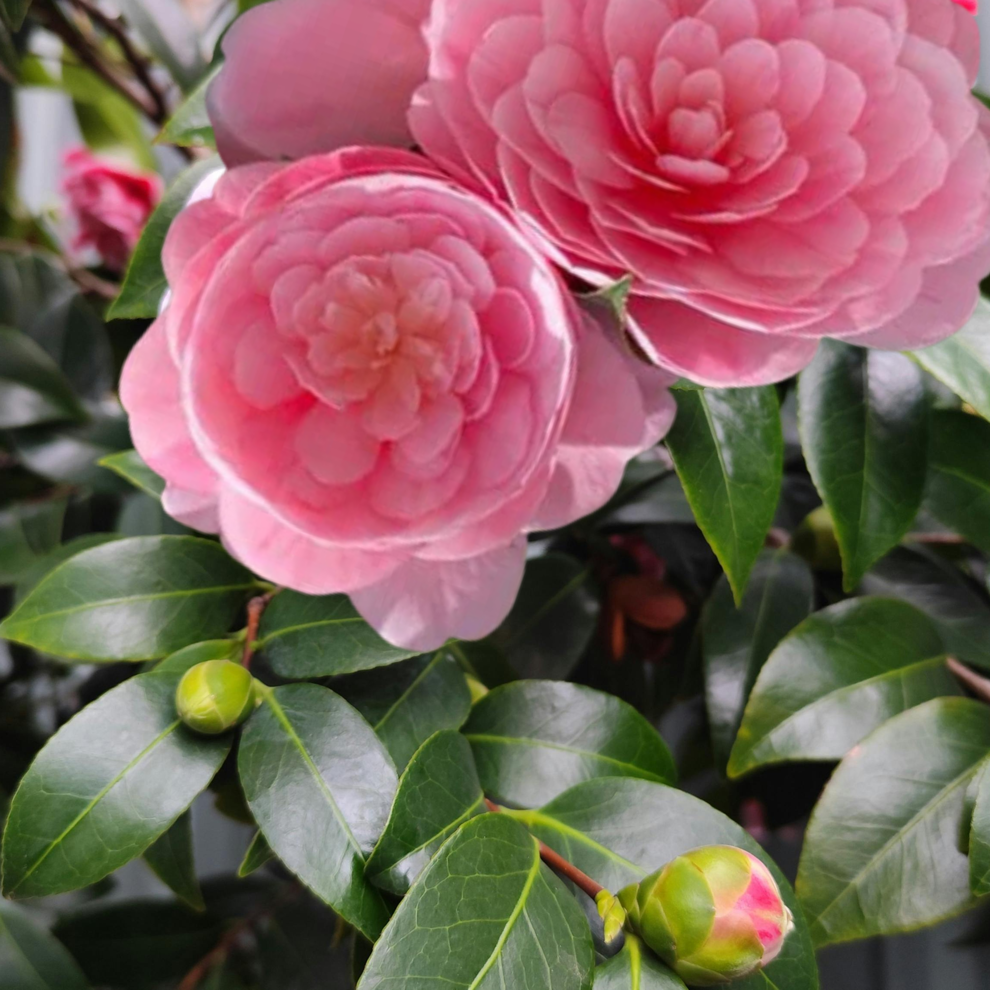 Kingdom Horticulture