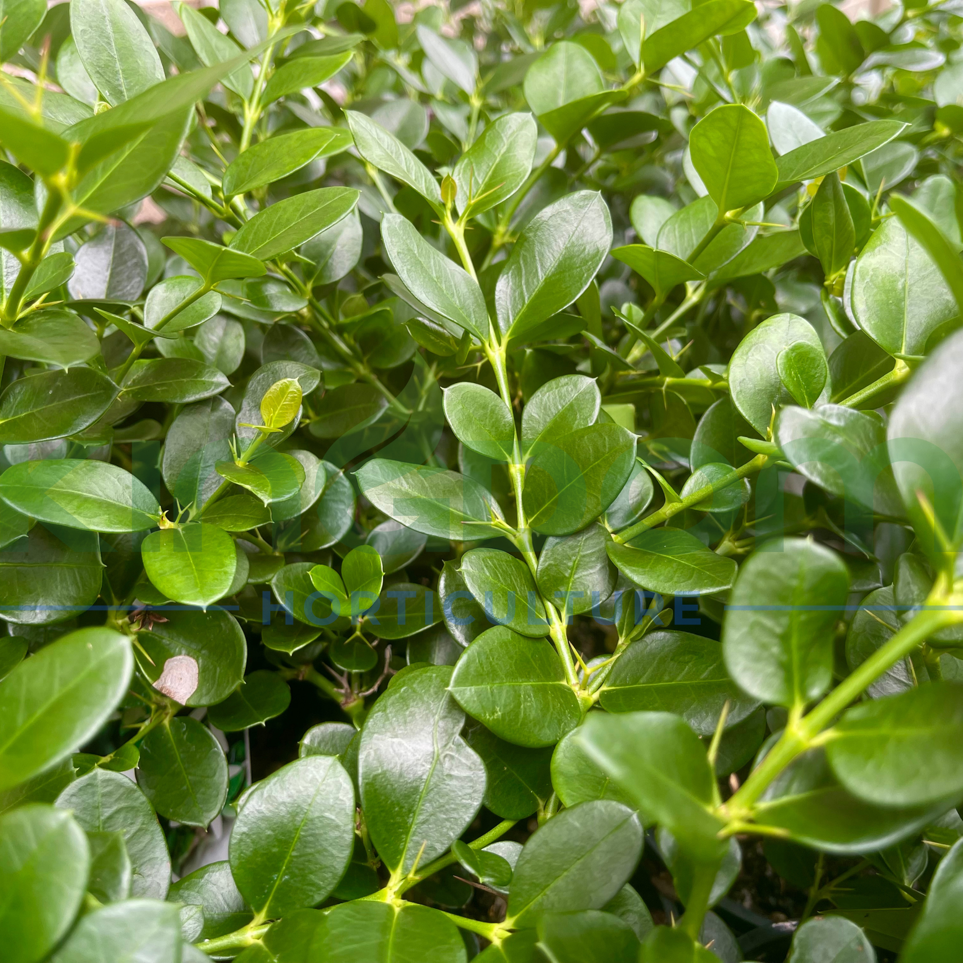 Kingdom Horticulture