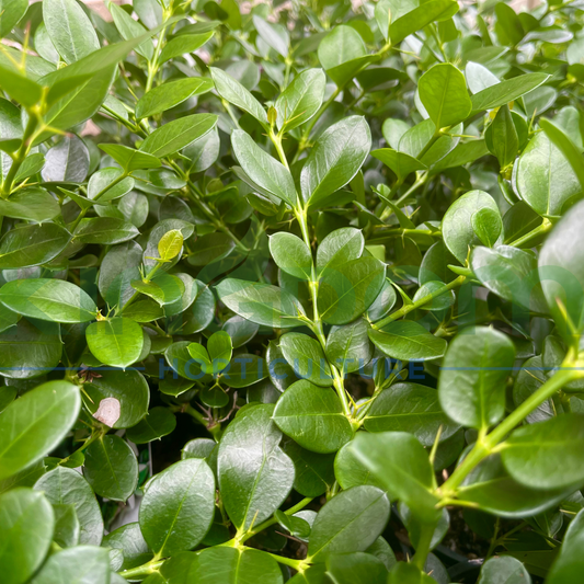 Carissa macrocarpa 'Green Carpet' Kingdom Horticulture