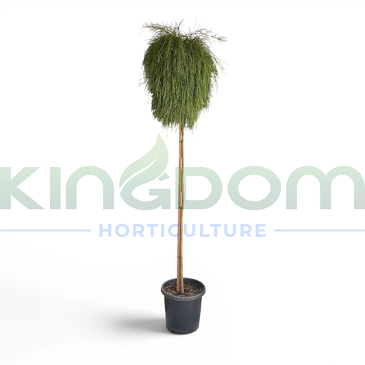 Casuarina glauca 'Cousin It' | Grafted Standard 1.6m Kingdom Horticulture
