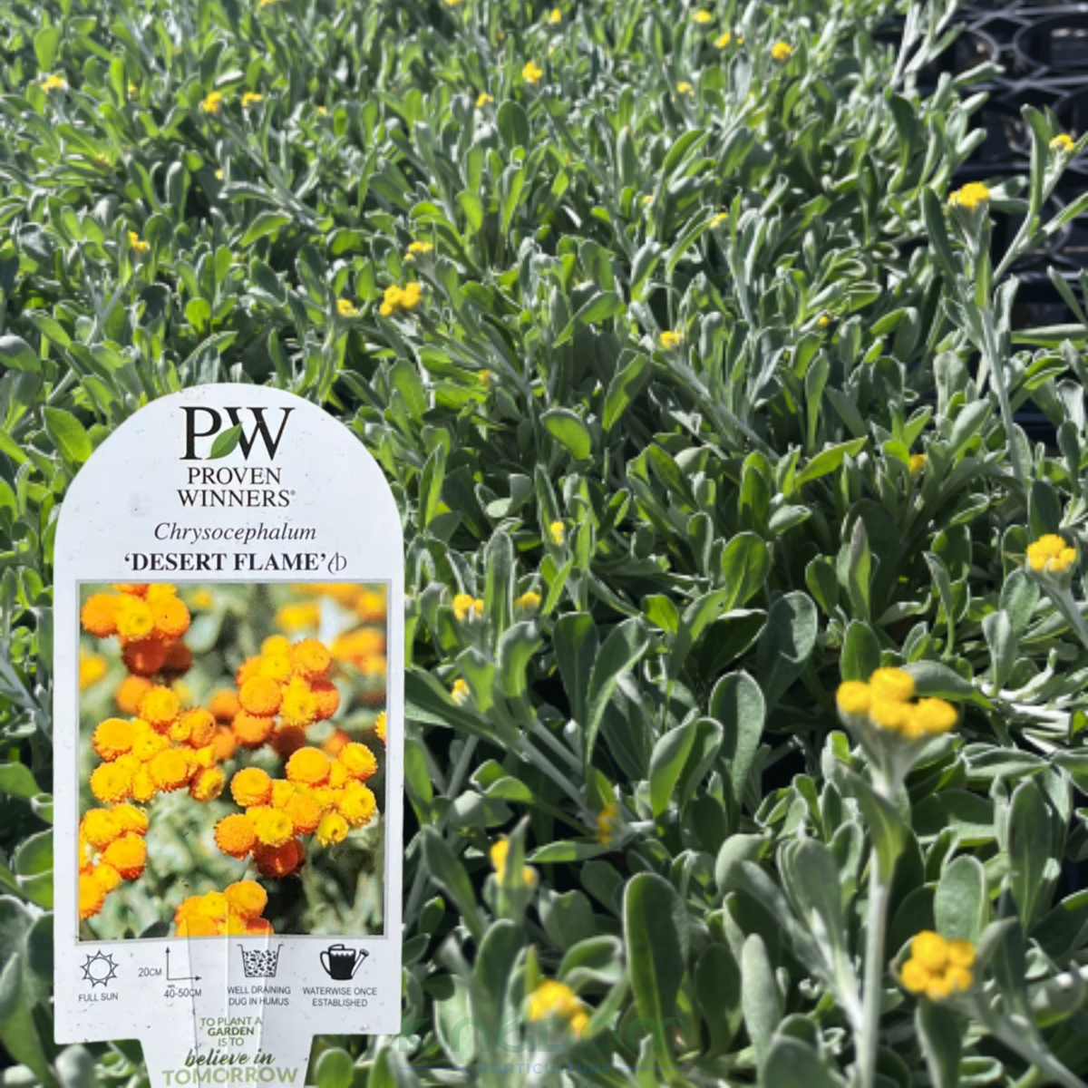 Kingdom Horticulture