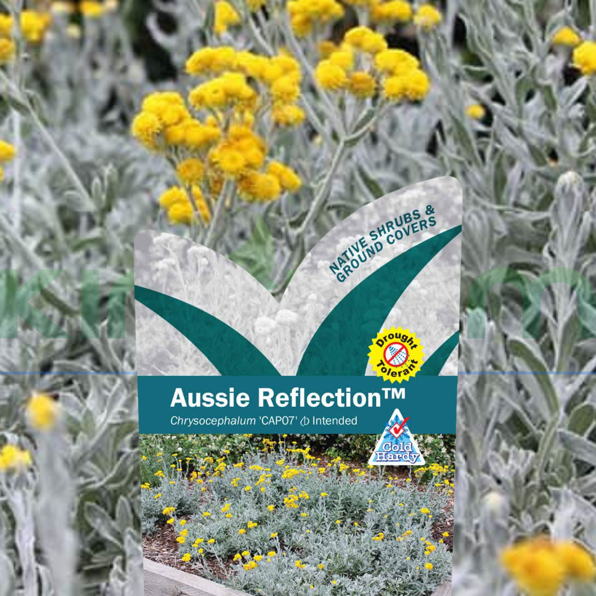 Chrysocephalum apiculatum 'Aussie Reflection'