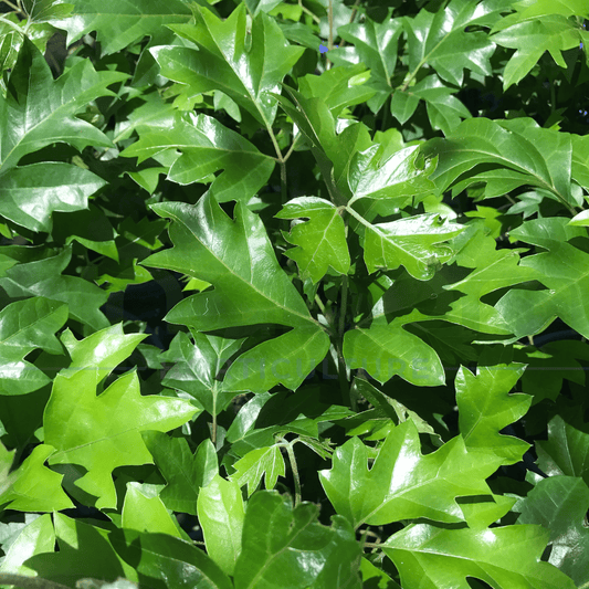 Cissus rhombifolia "Ellen Danica" 200mm - Kingdom Horticulture Kingdom Horticulture