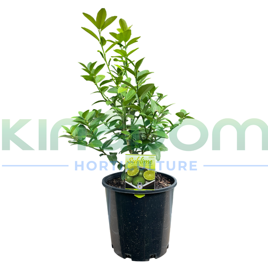 Citrus aurantifolia 'Dwarf Patio Sublime' Kingdom Horticulture
