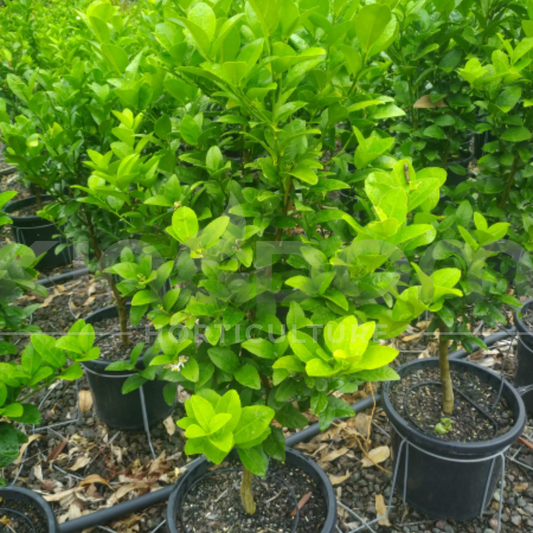 Citrus aurantifolia 'Dwarf Sublime" Kingdom Horticulture
